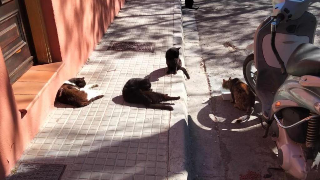 Una de las calles del barrio de Les Palmeres en El Prat de Llobregat