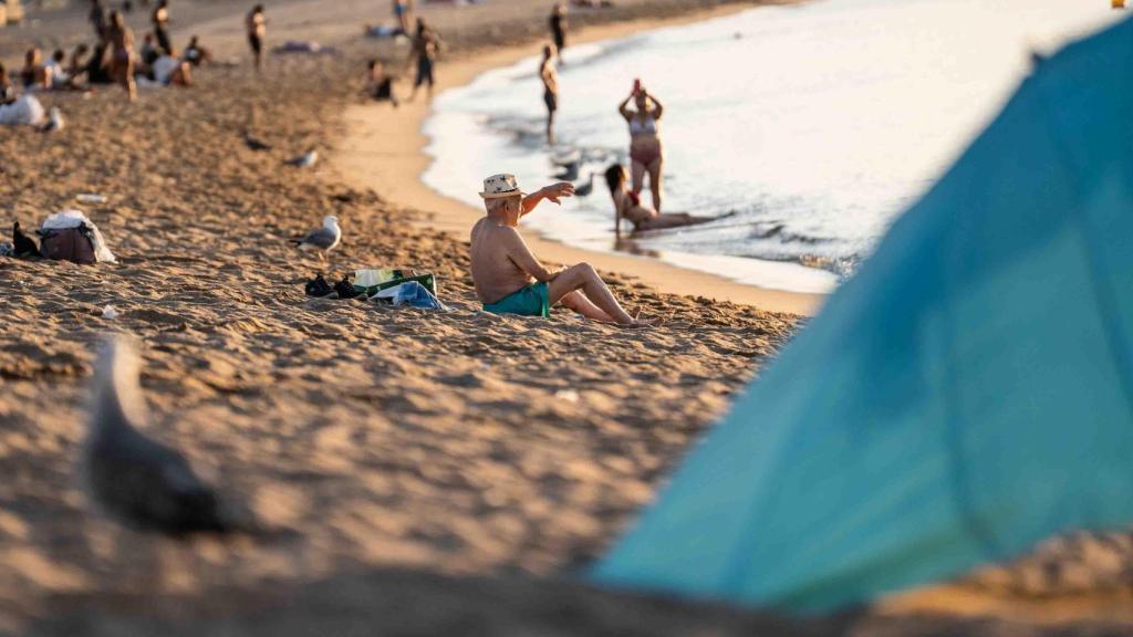 Els perros en la platja