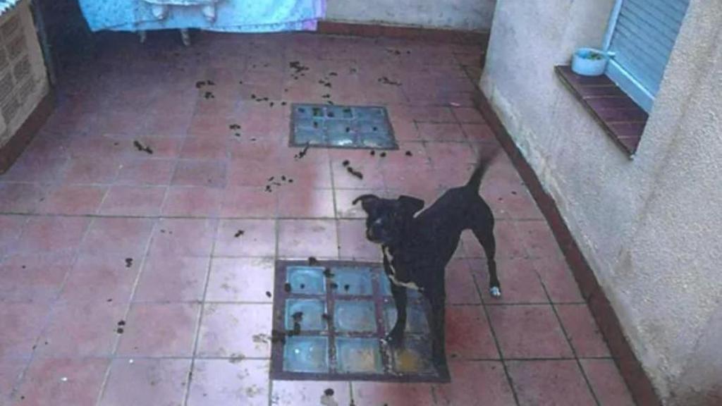 Rescatado un perro abandonado en L’Hospitalet tras varios días sin agua ni comida
