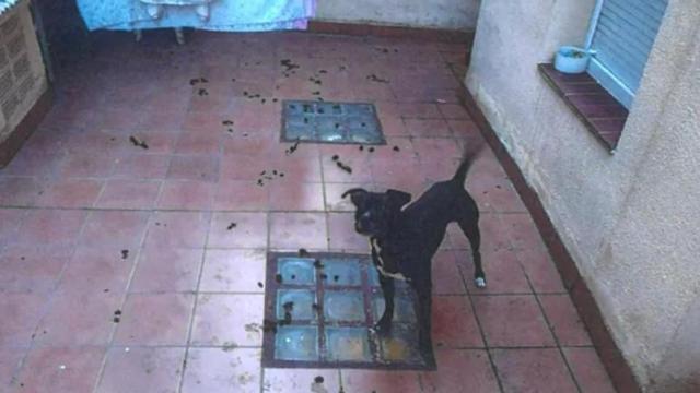 Rescatado un perro abandonado en L’Hospitalet tras varios días sin agua ni comida