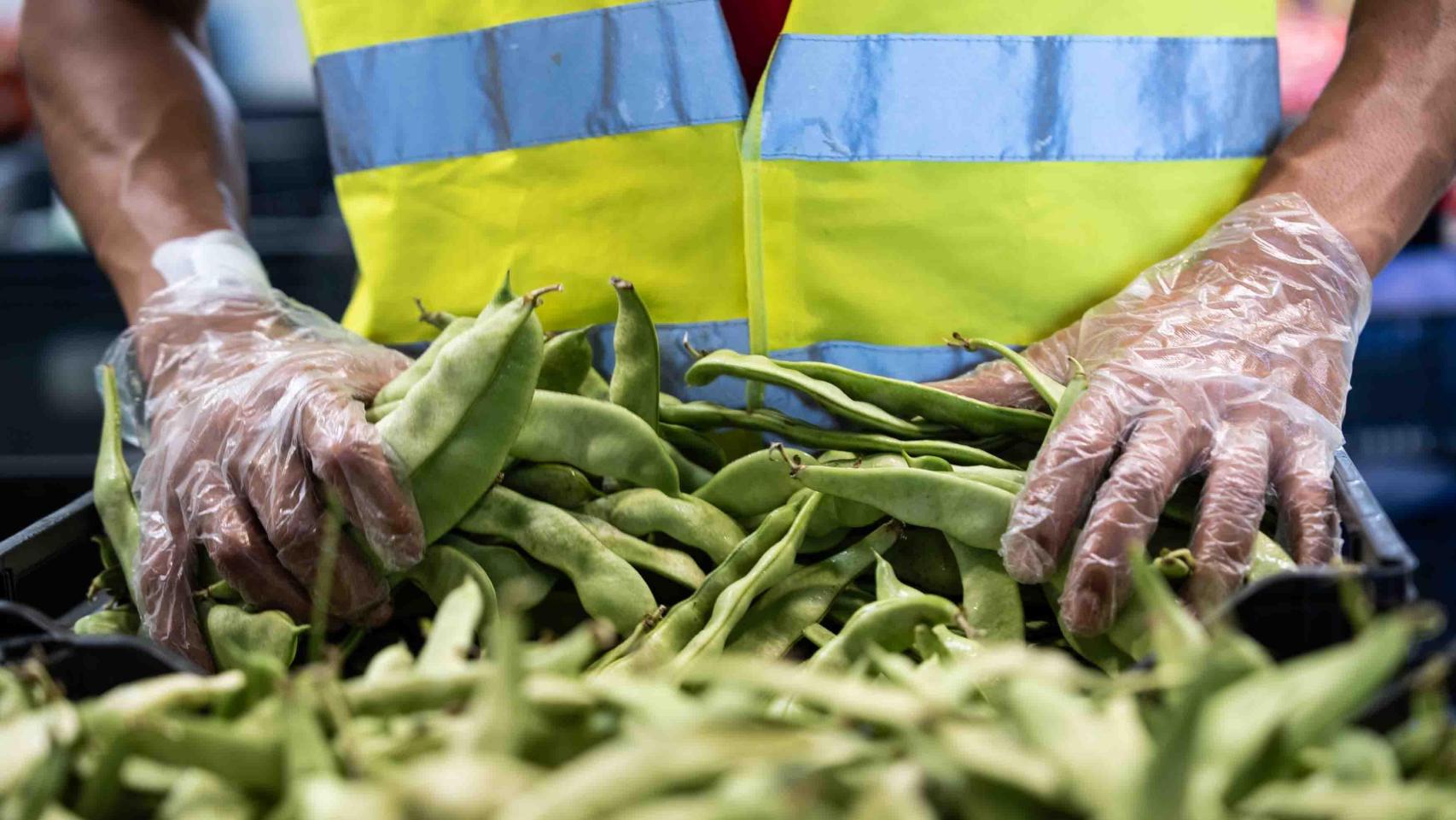 Trabajador con hortalizas en Mercabarna