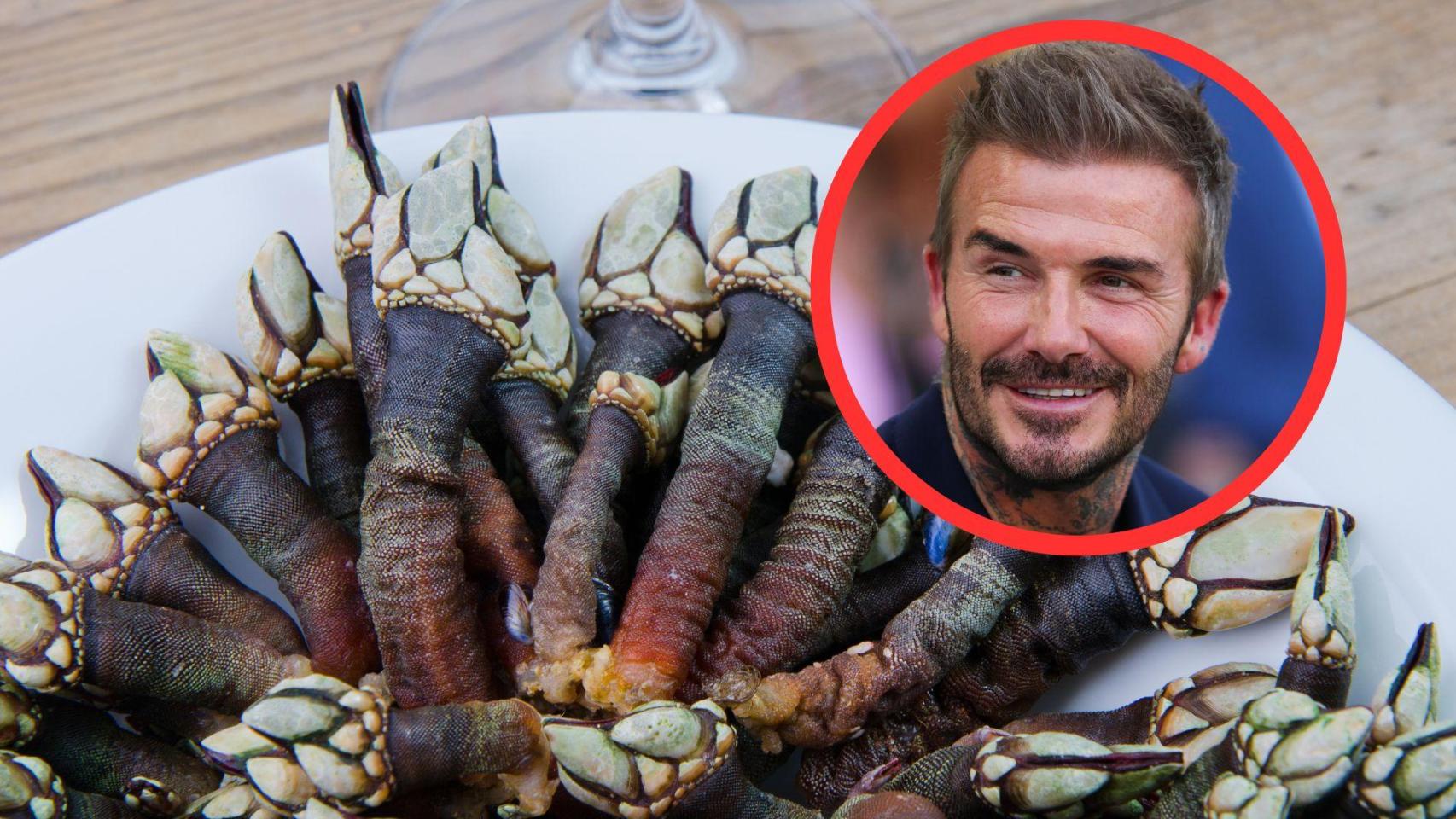 Fotomontaje David Beckham y percebes