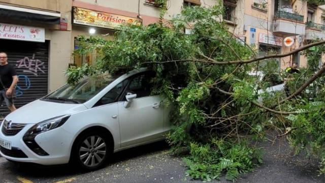 El árbol caído en El Carmel
