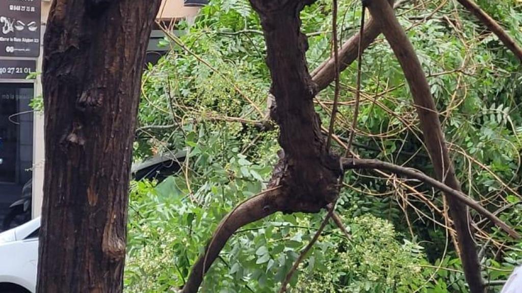 L'arbre caigut al Carmel