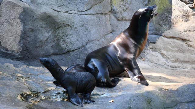 Leones marinos en el Zoo de Barcelona