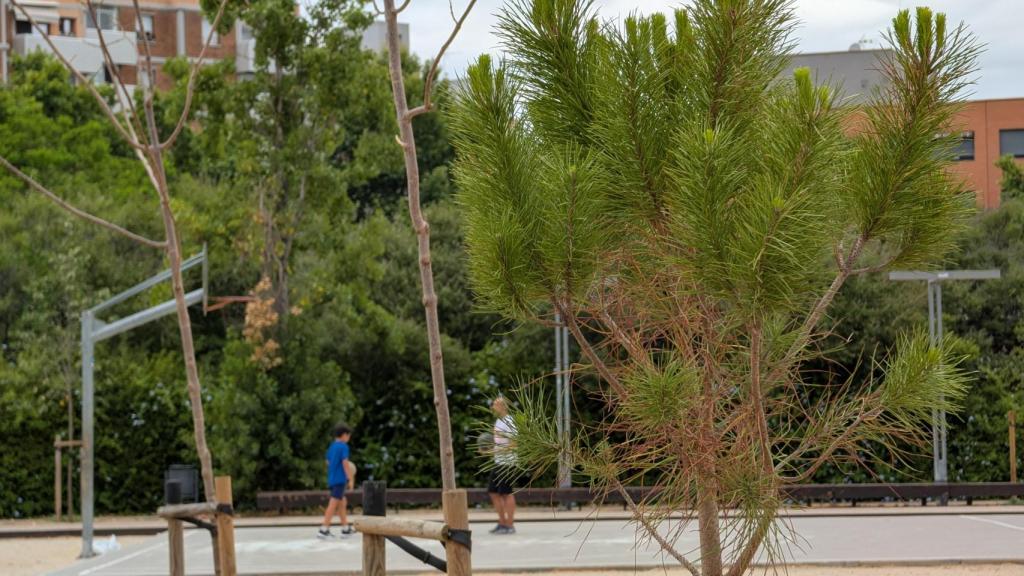 Arbres plantats a Viladecans