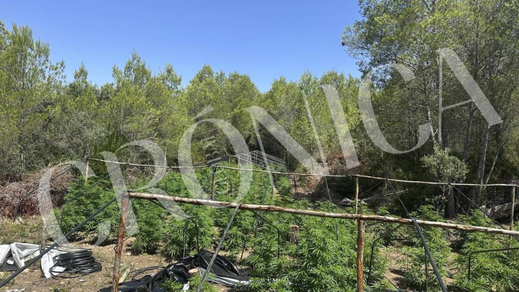 Una de las plantaciones localizada en una zona boscosa de Vespella de Gaià (Tarragona)