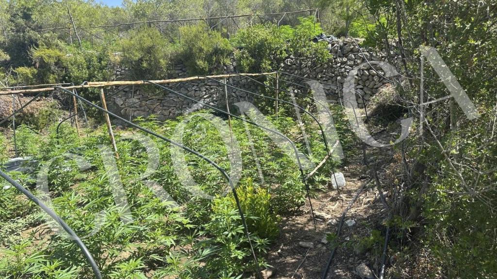 Plantación de marihuana localizada en Vespella de Gaià (Tarragona)