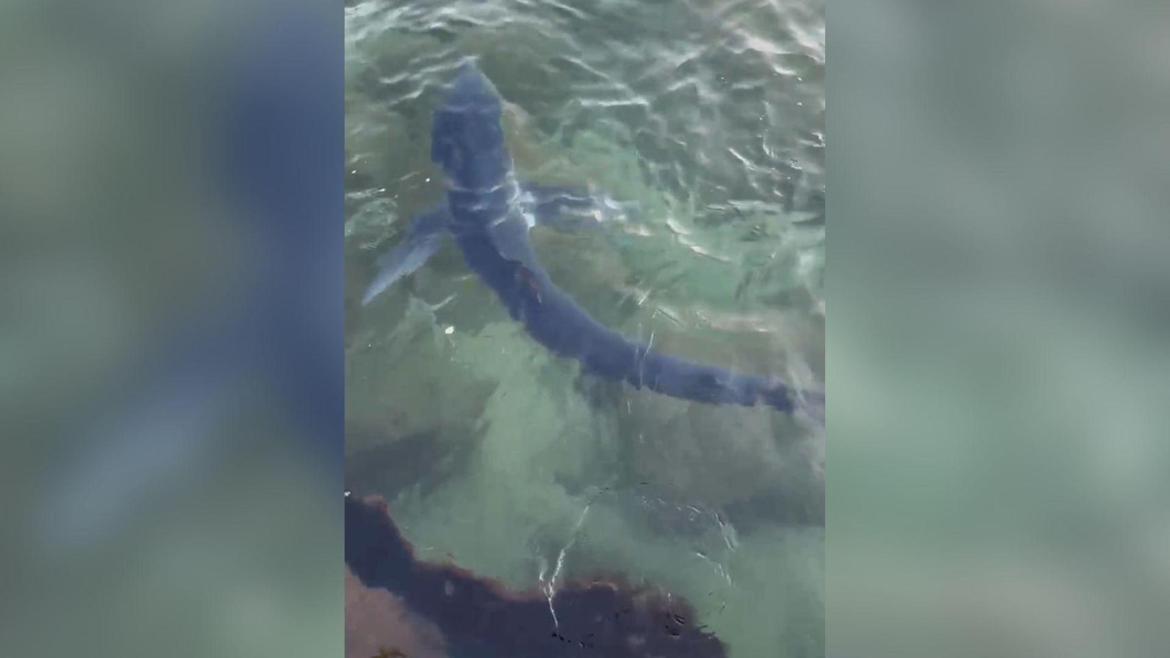 Un tiburón en la playa de Sant Adrià de Besòs