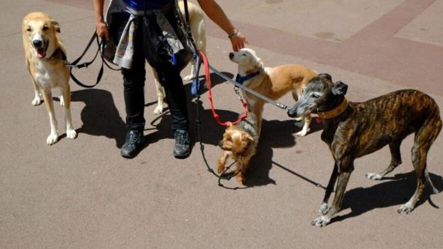 El Ayuntamiento de Barcelona pretende reducir las conductas incívicas en áreas para perros.