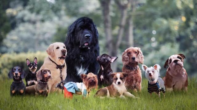 Sant Martí celebra el Día Mundial del Perro con mascotas y helados