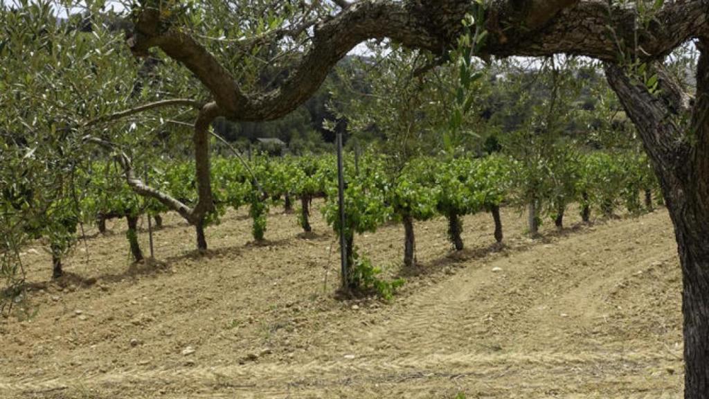 Viñedos en Sant Esteve Sesrovires