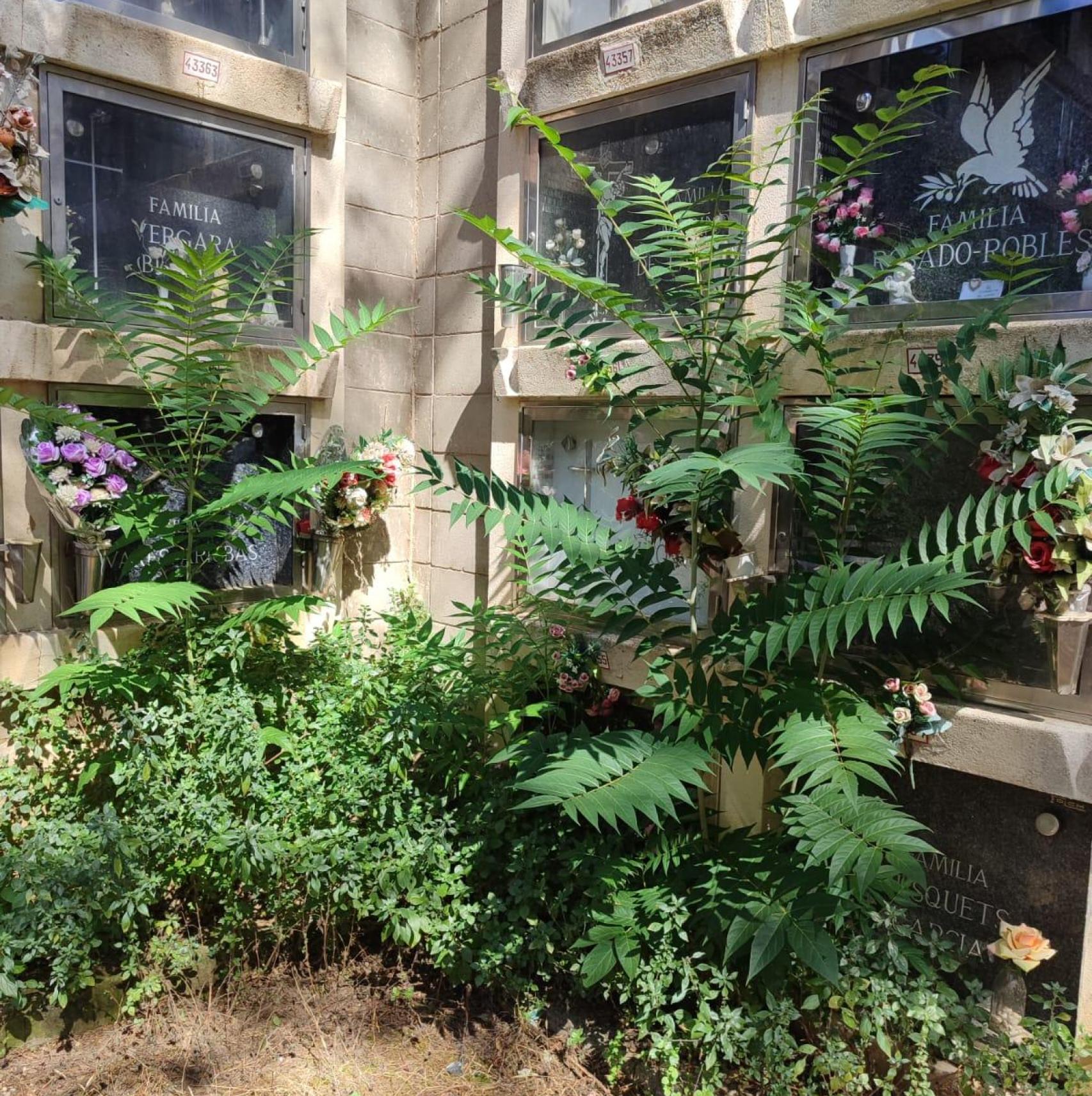 Estat de les plantes del cementiri de Collserola de Barcelona fa uns dies