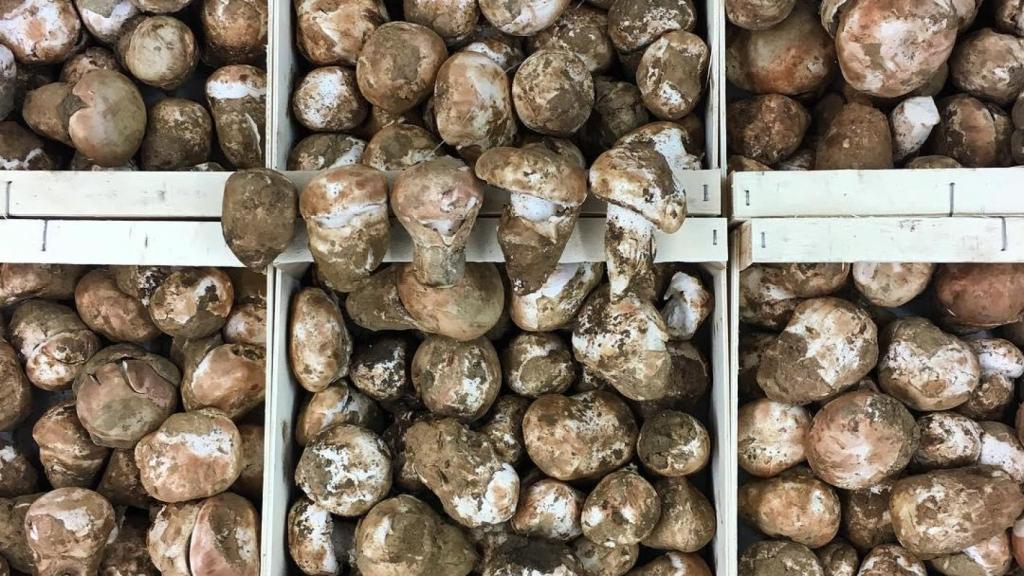 Bolets a la parada de Bolets Patràs de La Boqueria