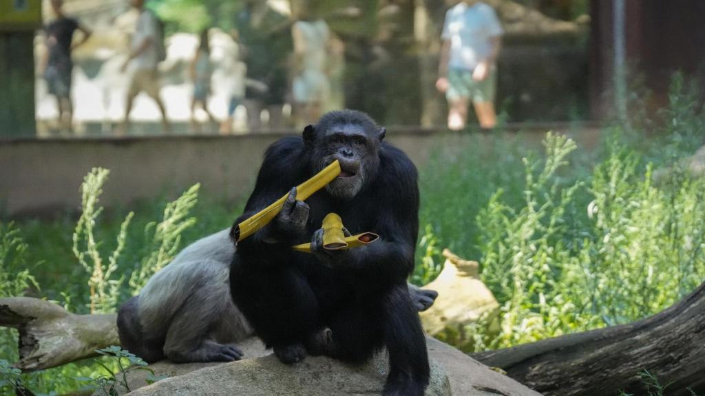 Un chimpancé del Zoo de Barcelona disfruta de comida helada proporcionada por los cuidadores para ayudarles a soportar el calor del verano -