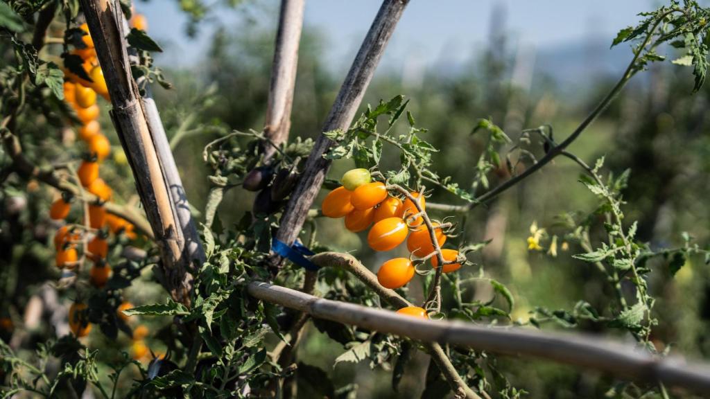 Un dels tomàquets que conrea a la seva finca