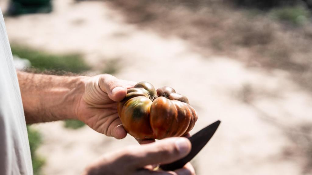 Germàn, uno de los agricultores del Parc Agrari del Baix Llobregat con un tomate en la mano