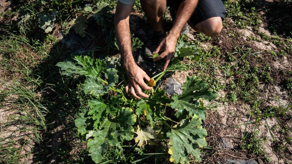 Germàn, agricultor de Sant Boi durante la entrevista con Metrópoli