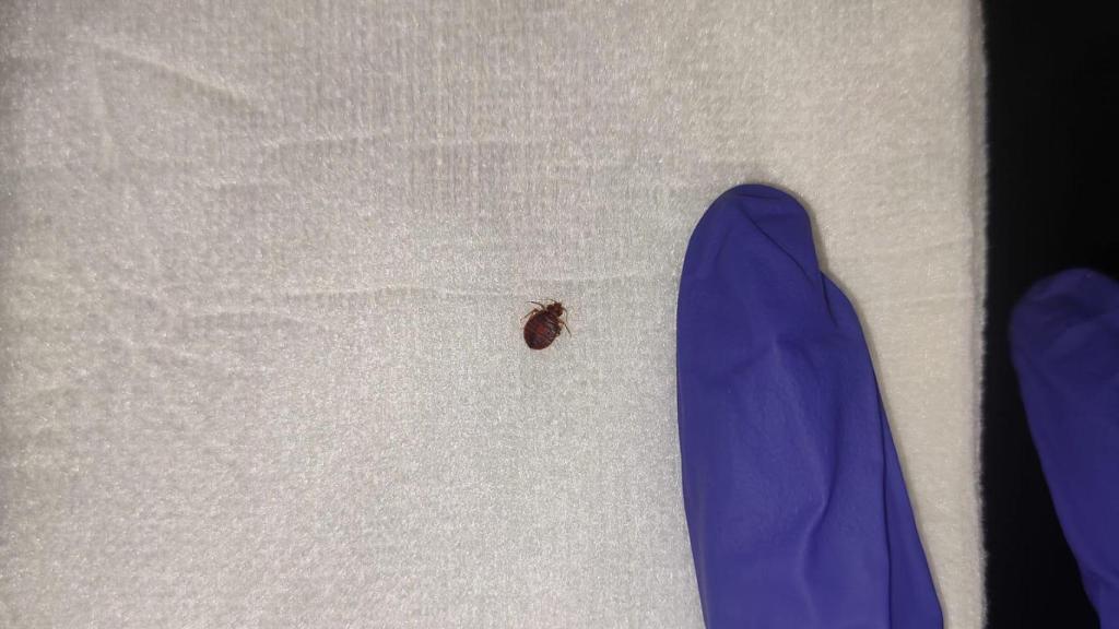 Chinches a l'Hospital del Mar