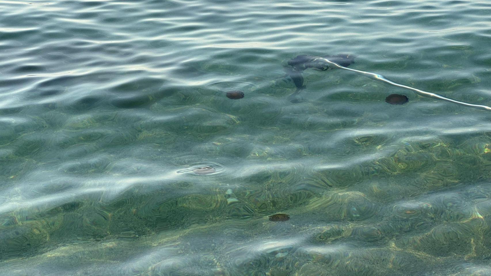 Medusas huevo frito en la playa del Pont del Petroli de Badalona