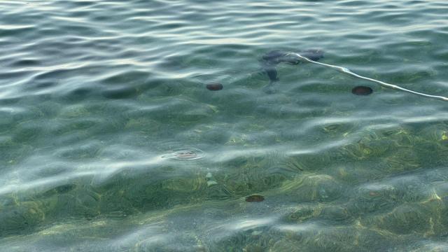 Medusas huevo frito en la playa del Pont del Petroli de Badalona