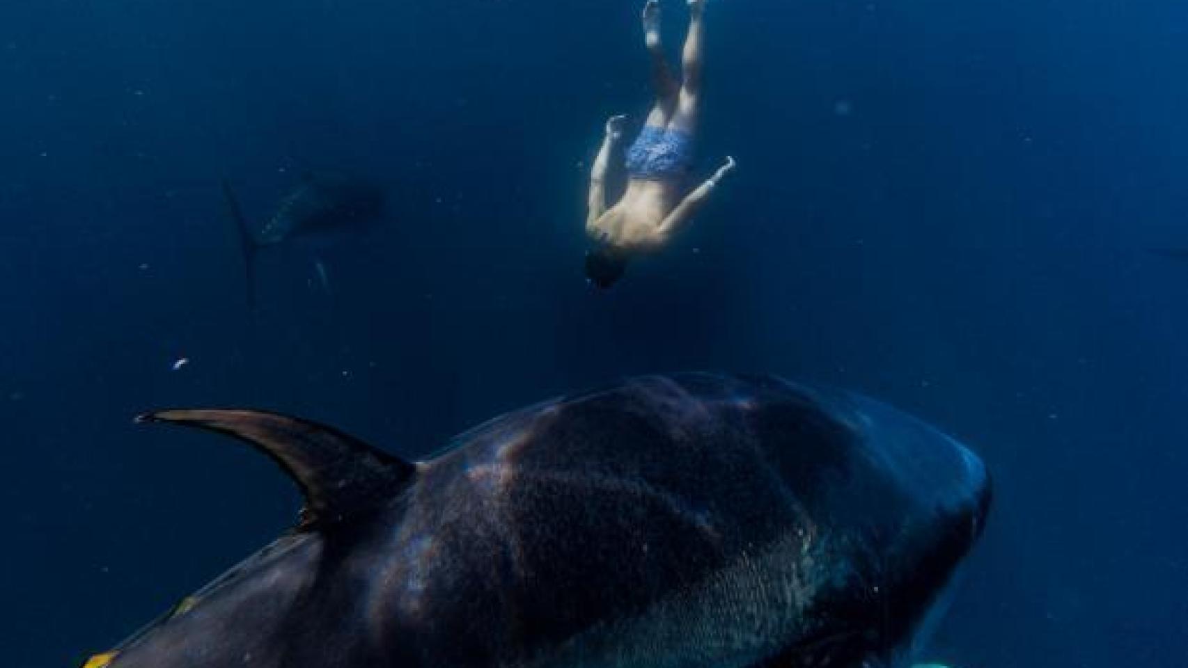 Imagen de la experiencia de nadar entre atunes en el único pueblo catalán que lo ofrece
