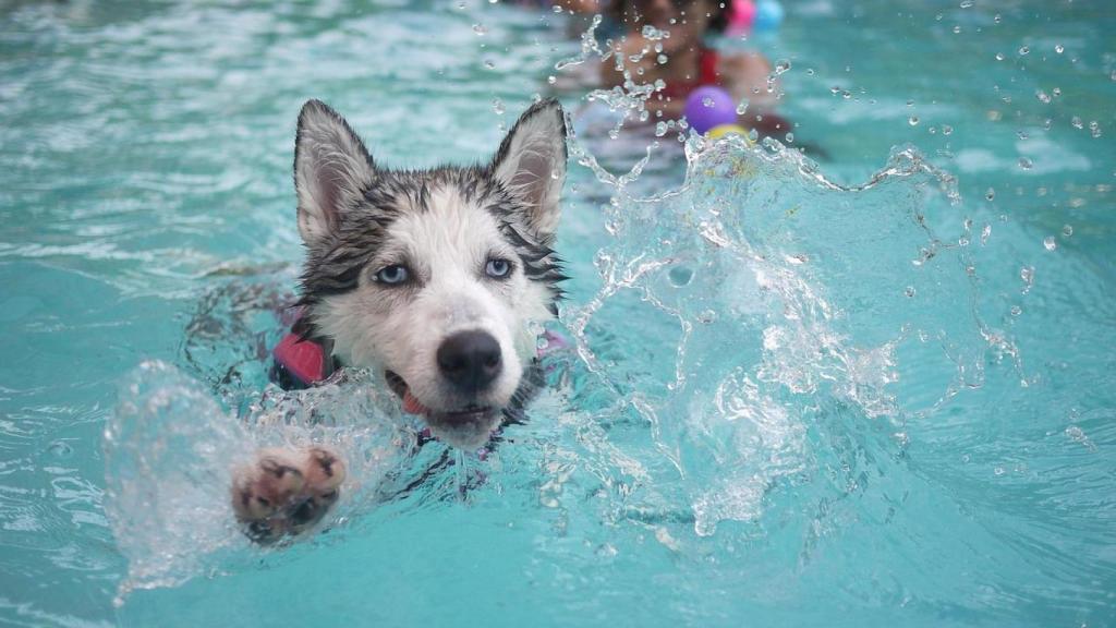 un perro en una piscina en una imagen de archivo