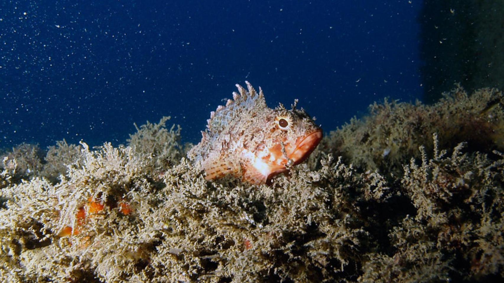 Una de las especies reintroducidas en los biotopos del Port Olímpic