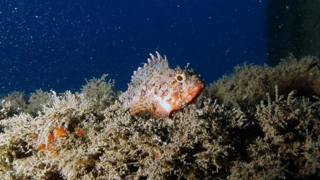 Una de las especies reintroducidas en los biotopos del Port Olímpic
