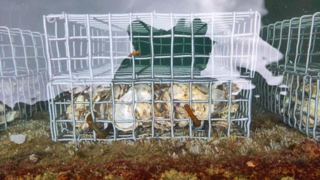 Gavions per mol·luscs al Port Olímpic de Barcelona