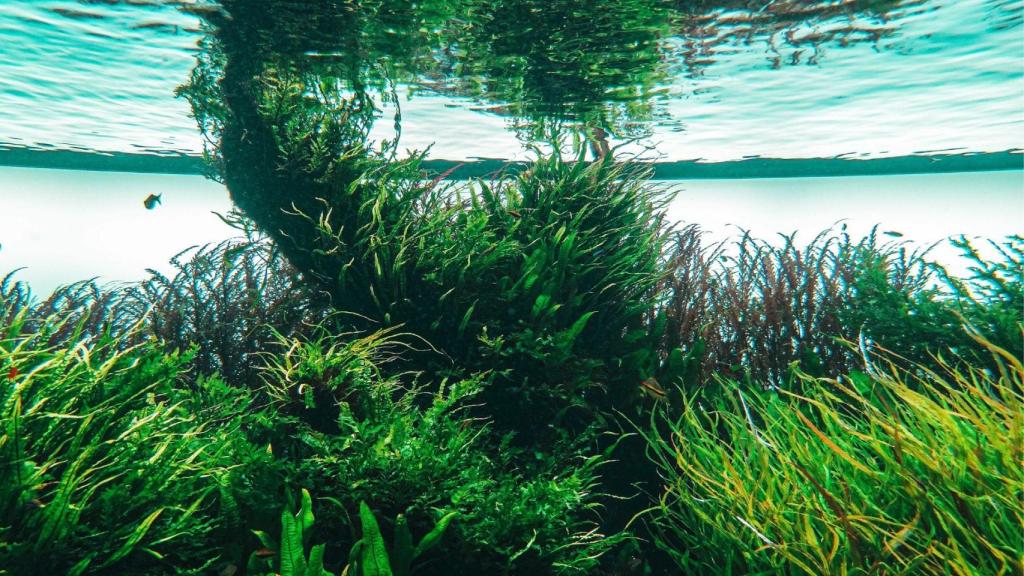 Posidònia en imatge d'arxiu