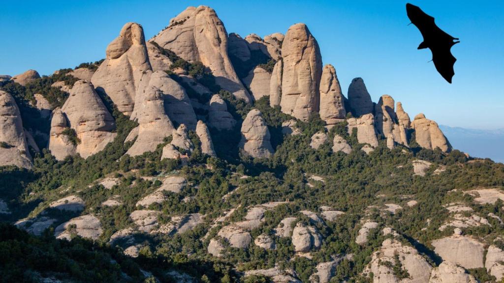 El animal que pone en jaque a Cataluña: 22 ataques en un año con riesgo de contagiar la rabia