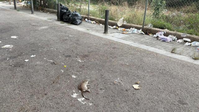 Una rata muerta y basura acumulada en la calle Estrelles de La Mina