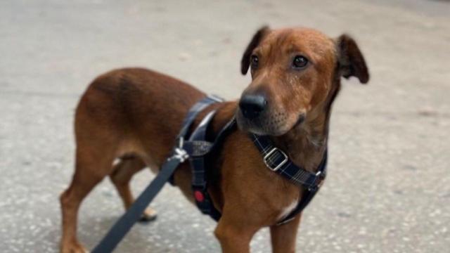 Kenneth, el perro perdido en Sant Andreu (Barcelona)