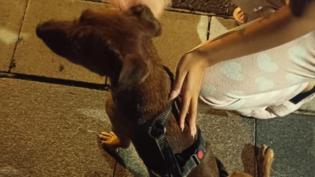 Moment de la recuperació de l'animal a Barcelona