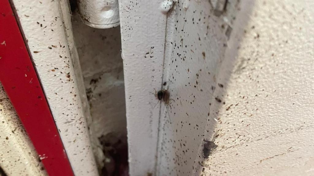 Una cucaracha corretea por una pared llena de excrementos en la residencia Sant Jordi de Cornellà