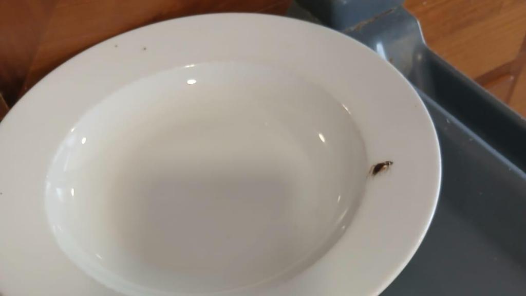 Cucaracha alemana corretea por un plato en la residencia Sant Jordi de Domus VI