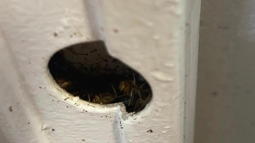 Nido de cucarachas en la residencia Sant Jordi de Cornellà