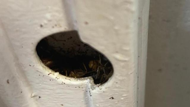 Nido de cucarachas en la residencia Sant Jordi de Cornellà