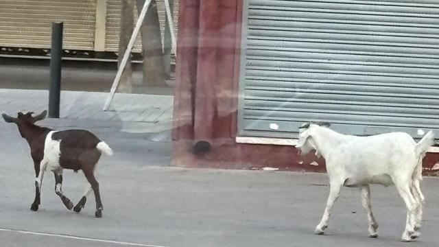 Las dos cabras que se pasean por Badalona