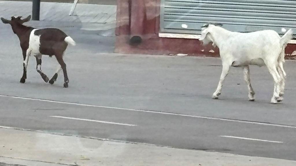 Las dos cabras que se pasean por Badalona
