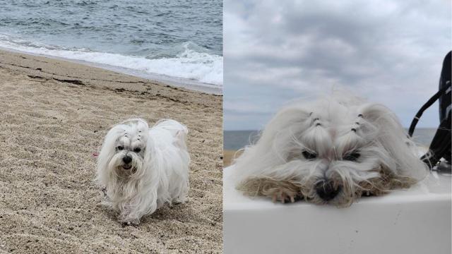 Montaje de una perrita secuestrada en una perfumería de Badalona