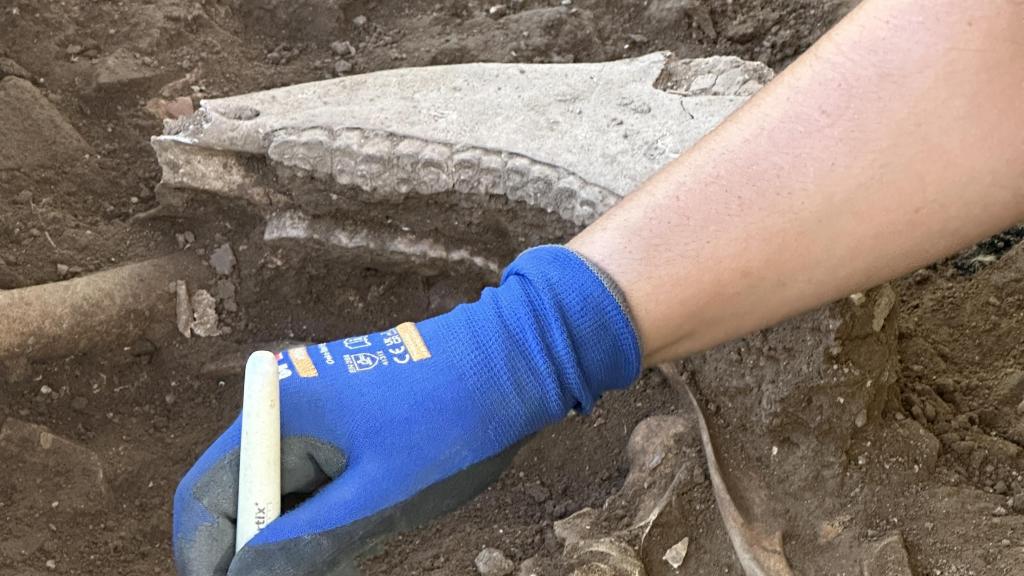 Restes d'un ase en les obres de la Rambla