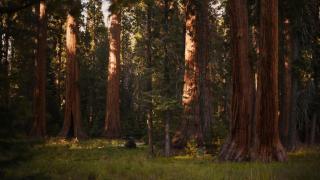 Árboles de un bosque de Canadá