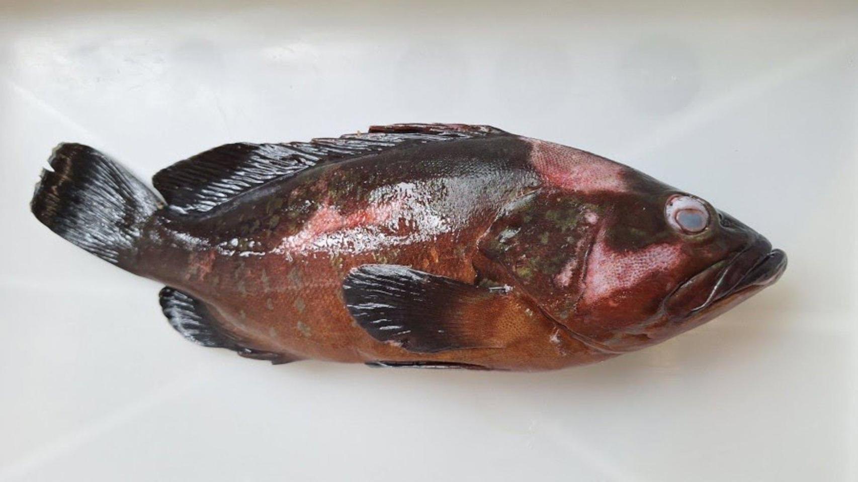 Ejemplar de mero afectado por la necrosis nerviosa viral (VNN)