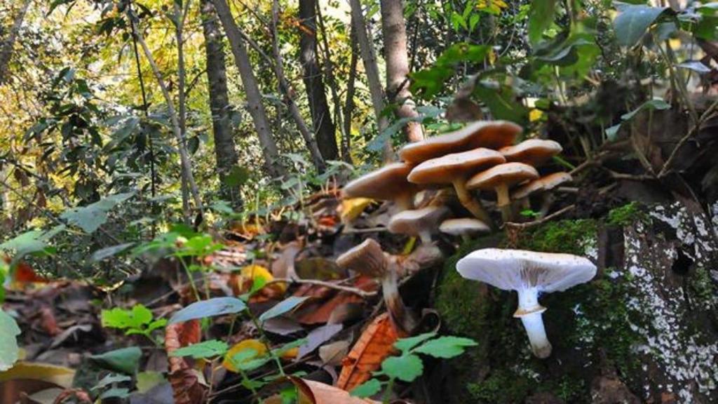 Setas en el bosque