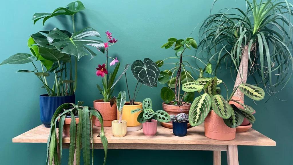 El mercalet de 'Plantes pour tous' que s'instal·larà a Poblenou a l'octubre