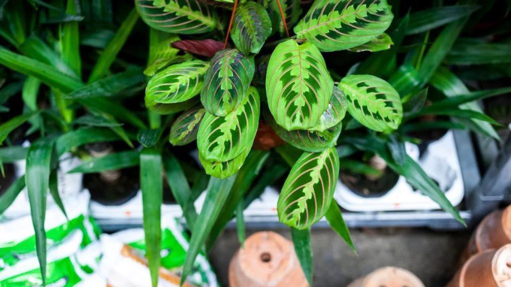 El mercalet de 'Plantes pour tous' que s'instal·larà a Poblenou a l'octubre