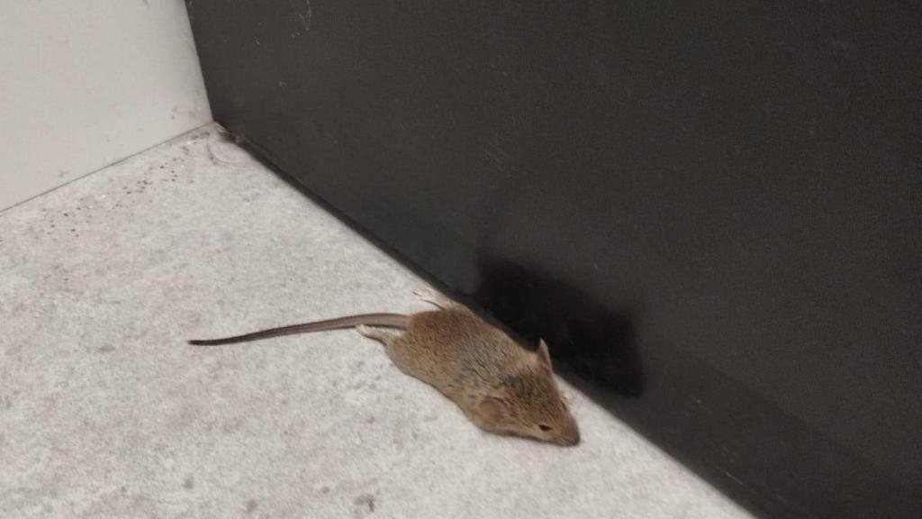 Plaga de ratones en el CSMA de Santa Coloma