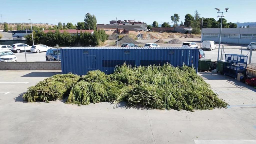 Plantas de cannabis, a la espera de ser destruidas en la comisaría de Mossos de Les Borges Blanques
